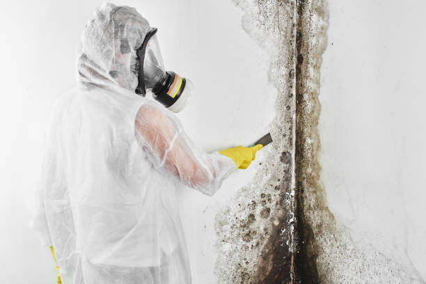 Best Emergency Mold Removal  in Adair Village, OR
