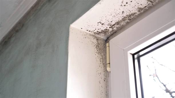 Best Office Mold Removal Services  in Adair Village, OR