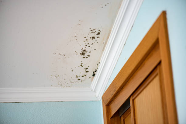 Best Mold Remediation  in Adair Village, OR