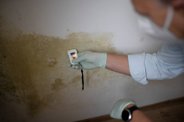 Best Attic Mold Removal  in Adair Village, OR