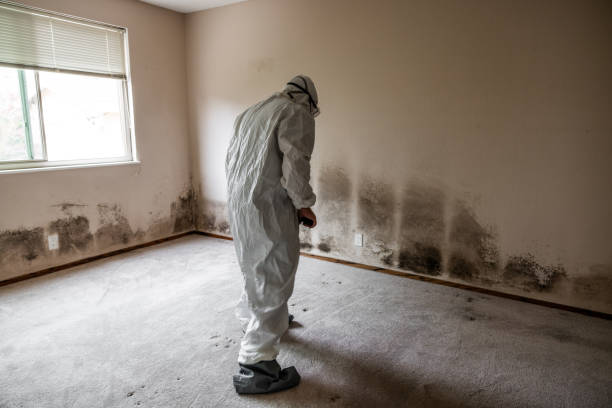 Best Emergency Mold Removal  in Adair Village, OR