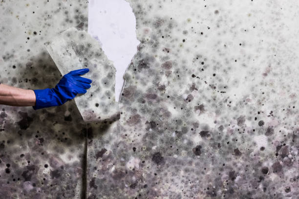Best Best Mold Removal Companies  in Adair Village, OR